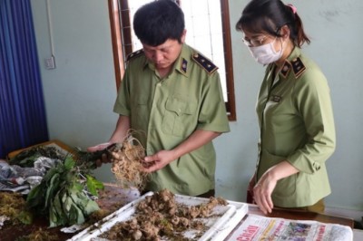 Các sản phẩm sâm giả trà trộn vào 'thủ phủ' sâm Ngọc Linh