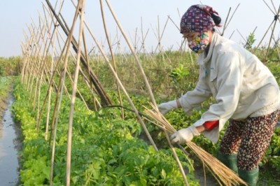 Cơ sở sản xuất, sơ chế rau, quả, chè cần đáp ứng yêu cầu QCVN nào?