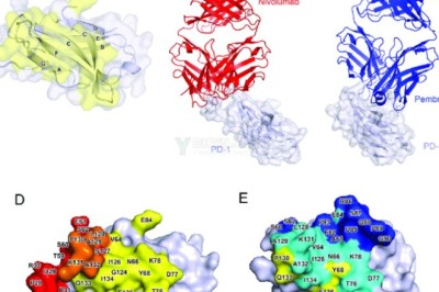 Cảnh báo thuốc pembrolizumab điều trị ung thư có thể làm tiêu cơ vân