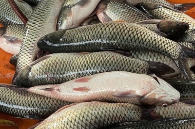 Nuôi cá bằng chế phẩm đất hiếm