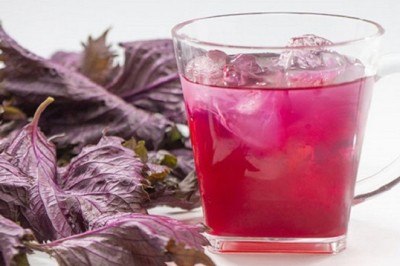 Có nên cho trẻ uống lá tía tô trước tiêm vaccine Covid-19?