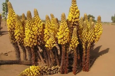 4 loại cây dùng tốt cho sinh lý nam giới