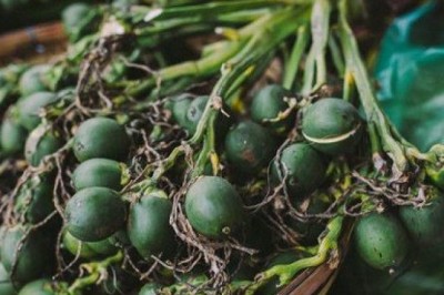 Khởi tố, tạm giam 4 thanh niên chuyên trộm… cau