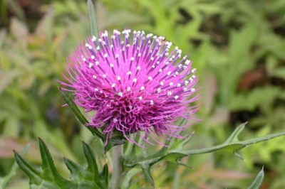 Ô rô, Đại kế - Circus japonicus