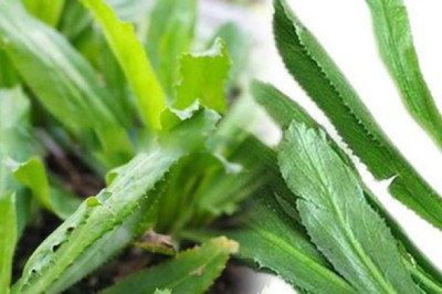 Rau mùi tàu- vị thuốc tốt trị các chứng bệnh thông thường