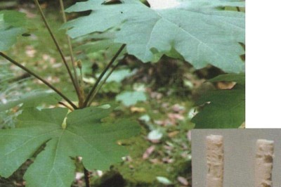 Thông thảo thường được dùng trong các trường hợp viêm đường tiết niệu, phù nề, phụ nữ sau đẻ thiếu sữa