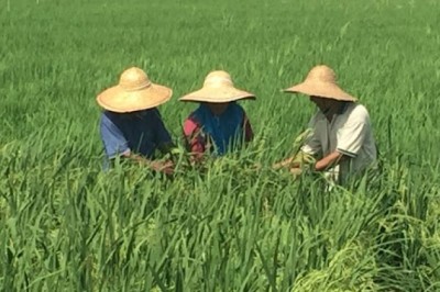 Malaysia phát triển giống lúa mới bằng công nghệ hạt nhân