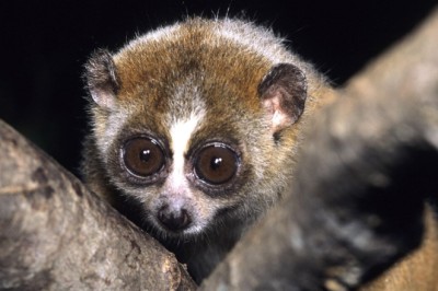 Nhiễm độc do bị con cu li cắn