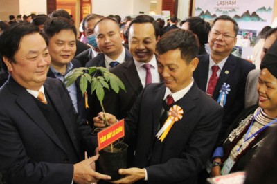Loài sâm chỉ tìm thấy ở Lai Châu quý như thế nào mà doanh nghiệp xứ sâm Hàn Quốc cũng muốn có?