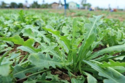 Triển khai nghiên cứu sản phẩm từ cây thuốc Sa Sâm Việt