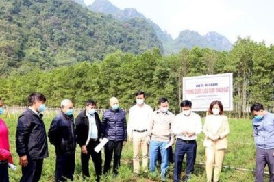 Ninh Bình: Nhân giống cây cam thảo đất và cam thảo dây theo hướng GACP-WHO