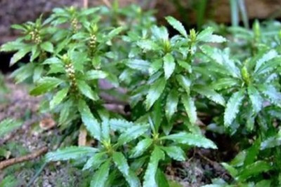 Cây dược liệu Thông đỏ cho giá trị kinh tế cao cần bảo tồn nguồn gen quý của cây dược liệu này