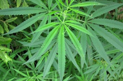 Hợp chất trong cây gai dầu có thể hỗ trợ ngăn chặn COVID-19