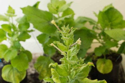 Thái Lan cho biết họ đang phát triển một loại vaccine COVID-19 làm từ cây thuốc lá, CNBC đưa tin.