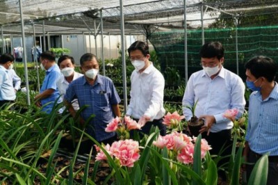 Trồng lan huệ cánh kép thu nhập trăm triệu đồng