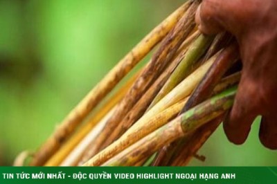 Thứ cây từng mọc hoang đầy bờ bụi Việt Nam nay làm thành đồ có giá nghìn đô ở nhiều nước