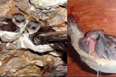 Cuộc đời đau thương của loài chim yến