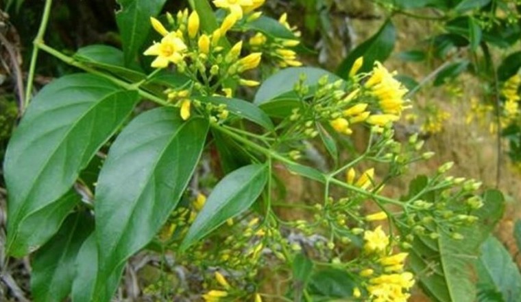 Nhóm công nhân hái nhầm lá ngón về xào ăn, 1 người đã tử vong