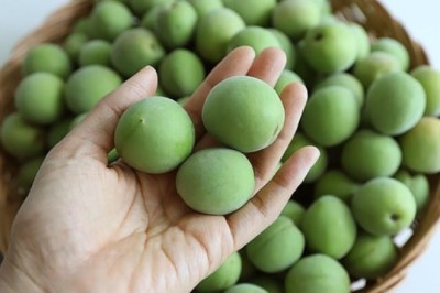 Mơ má đào, mơ bồ hóng, mơ lông loại quả cực kỳ quen thuộc nhưng có tác dụng với sức khỏe và làm đẹp không thể bỏ qua