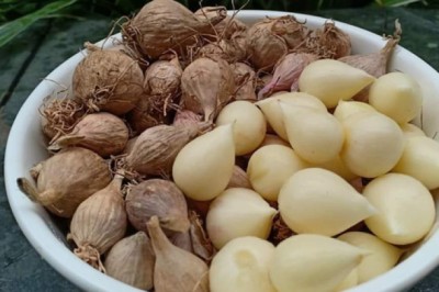 Tỏi cô đơn Sơn La đắt khách