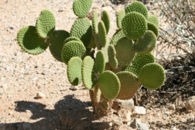 Những điều cần biết về cây xương rồng tai thỏ(Opuntia microdasys)