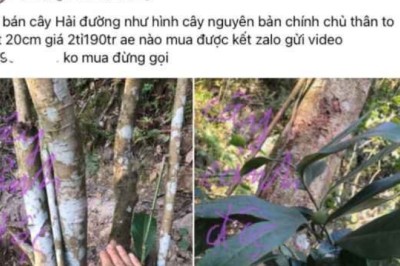 Đám thổi lan đột biến giờ lại chơi trò thồi phồng, làm giá ảo đối với cây Bạch Hải Đường