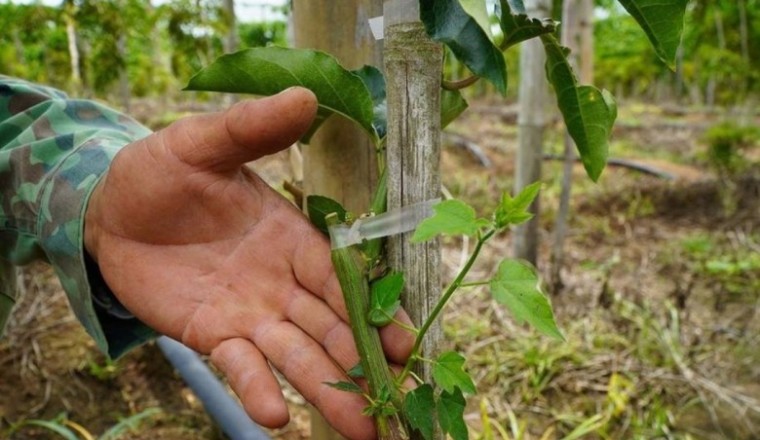 Ghép chanh dây với gốc lạc tiên giúp cây trồng khoẻ mạnh, ít sâu bệnh