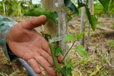 Ghép chanh dây với gốc lạc tiên giúp cây trồng khoẻ mạnh, ít sâu bệnh