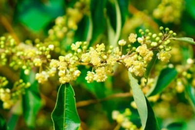 Cách Sử Dụng Tinh Dầu Bời Lời Cubeba