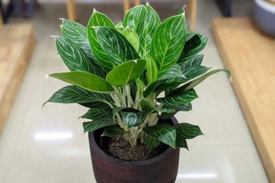 Trồng cây theo phong thuy bạn đã biết nguồn gốc và ý nghĩa của cây Bạch Mã Hoàng Tử hợp với những tuổi nào theo Phong Thủy