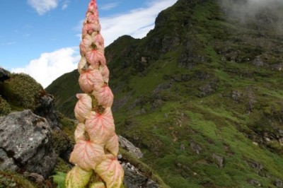 Sự thật về 'cây thần Tây Tạng 400 năm nở hoa 1 lần'