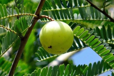 Tìm ra thành phần bảo vệ gan từ quả me rừng