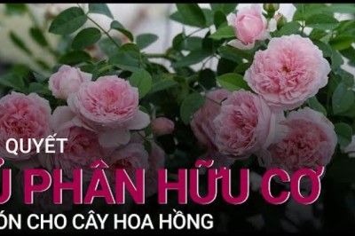 Bí quyết ủ phân hữu cơ bón cho cây hoa hồng