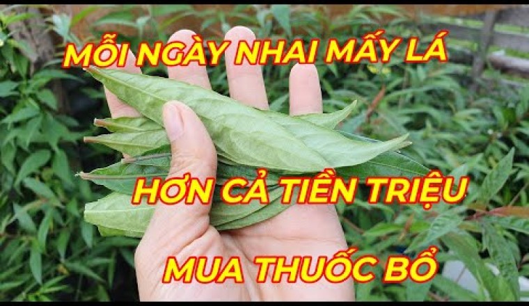 CÂY HOÀN NGỌC - MỖI NHÀ TRỒNG 1 CÂY này quý hơn có vàng trong nhà