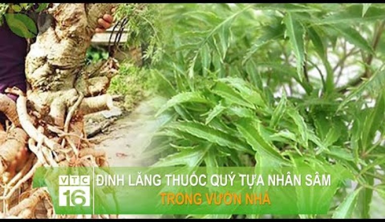Đinh lăng - Cây thuốc quý tựa nhân sâm trong vườn nhà