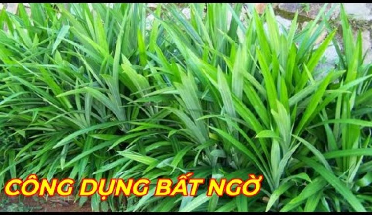 LÁ DỨA( LÁ NẾP) - DƯỢC LIỆU QUÝ với nhiều công dụng bất ngờ ít người biết.