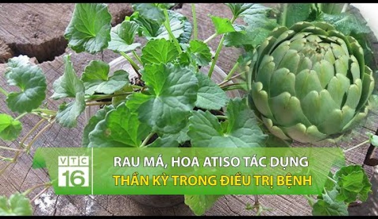 Rau má, lá trà xanh, hoa atiso: Công dụng thần kỳ trong điều trị bệnh