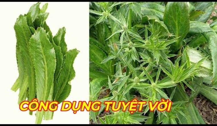 RAU MÙI TÀU( NGÒ GAI) - Công dụng chữa bệnh tuyệt vời ít người biết