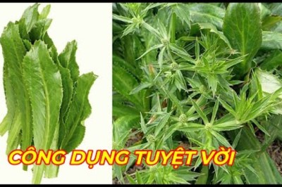 RAU MÙI TÀU( NGÒ GAI) - Công dụng chữa bệnh tuyệt vời ít người biết