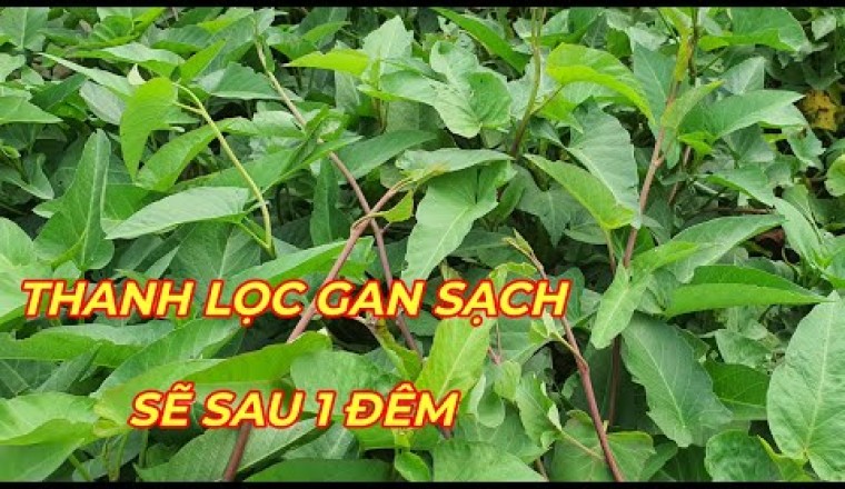 RAU MUỐNG TÍA - CÔNG DỤNG ÍT NGƯỜI đừng chỉ luộc, xào hãy dùng theo cách này bổ hơn siêu thực phẩm.