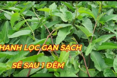 RAU MUỐNG TÍA - CÔNG DỤNG ÍT NGƯỜI đừng chỉ luộc, xào hãy dùng theo cách này bổ hơn siêu thực phẩm.