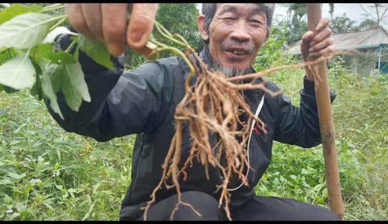 Cây sâm tanh tách quà tặng của tự nhiên,Tôi hay nấu uống mỗi khi đau ốm,suy kiệt,thận yếu,sỏi thận