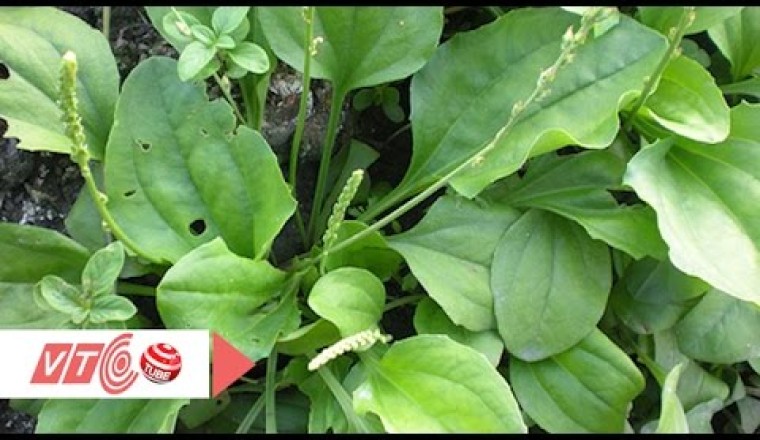 Cây thuốc quanh ta: Cách sử dụng cây bông mã đề chữa bệnh