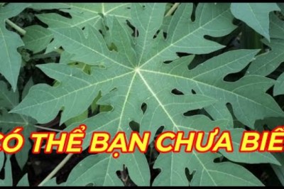 Công dụng và tác dụng của lá cây đu đủ ít người biết