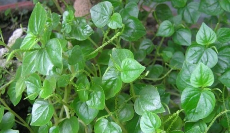 Có thể làm giàu từ trồng rau càng cua