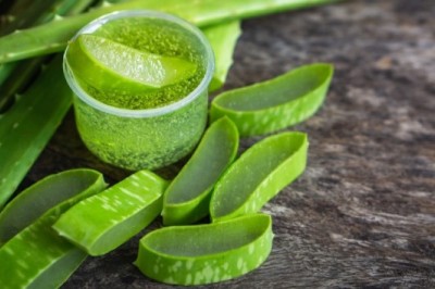 Lô hội ngâm rượu trị được thấp khớp?