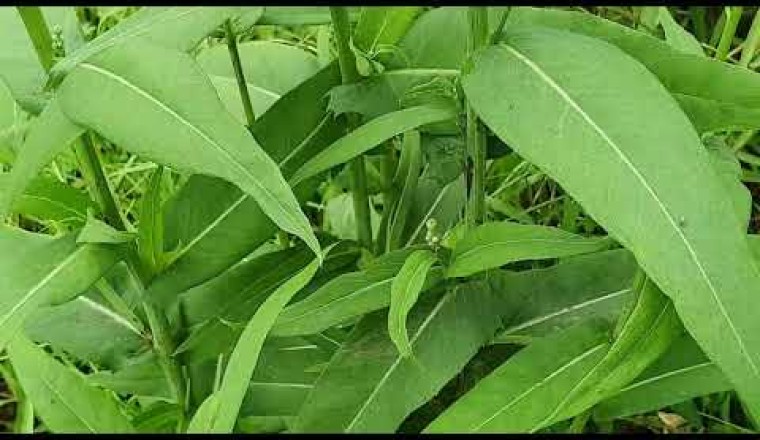 Bồ công anh Việt Nam: Loại rau với rất nhiều tác dụng dược liệu quý