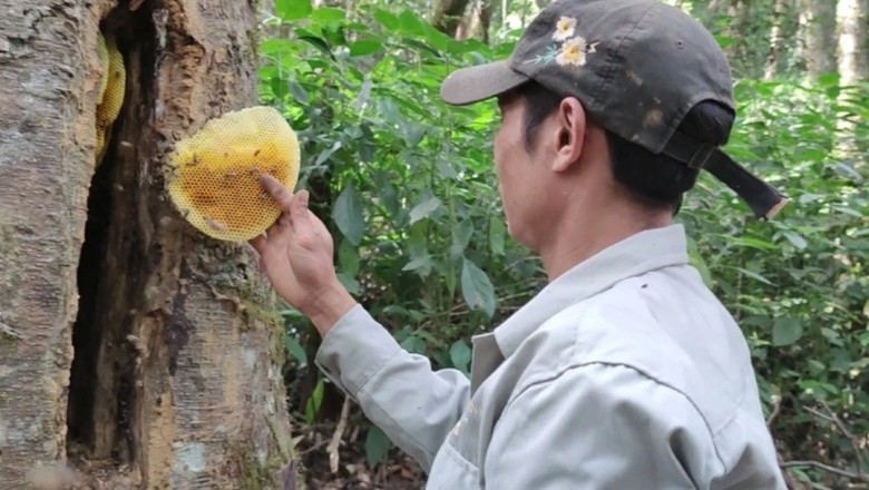 Kỹ nghệ nuôi ong trong hốc cây, thu loại mật đắt như vàng