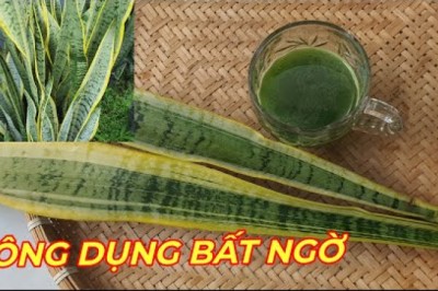 CÂY LƯỠI HỔ- BẤT NGỜ KHI BIẾT CÔNG DỤNG DƯỢC LIỆU CỦA LOẠI CÂY CẢNH nhà nào cũng trồng.