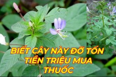 CÂY MẦN RI - TRỊ VIÊM GAN, XƠ GAN, GAN NHIỄM MỠ,ĐAU NHỨC XƯƠNG KHỚP, CẢM SỐT